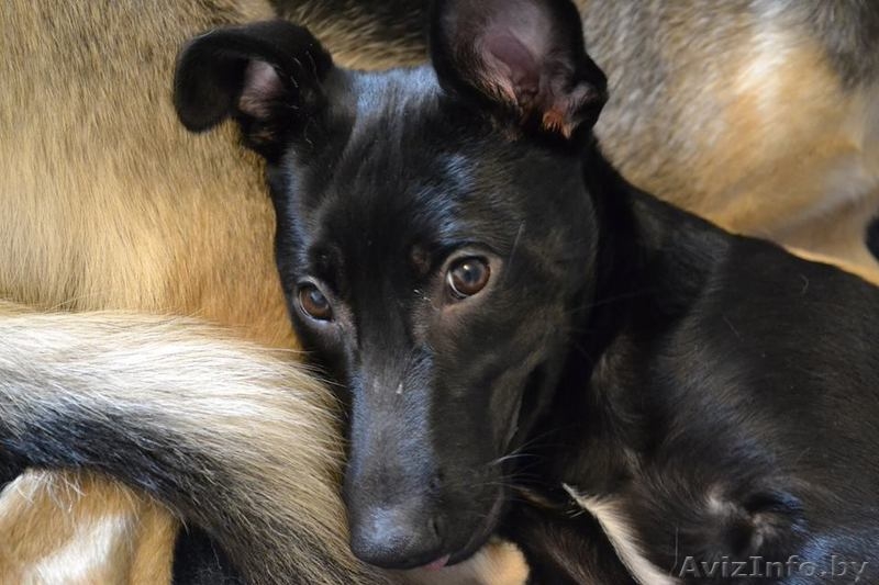 Адель ищет дом  - Изображение #3, Объявление #1484742