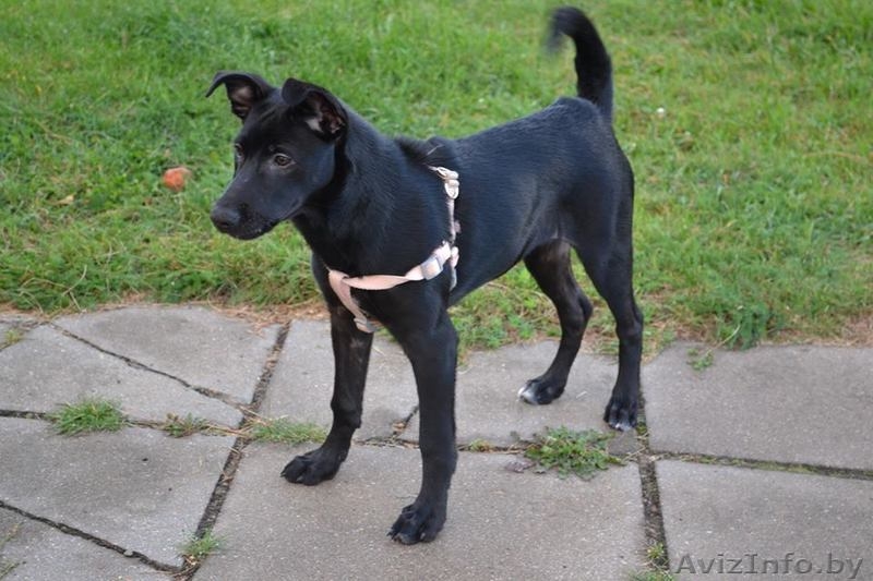 Адель ищет дом  - Изображение #6, Объявление #1484742