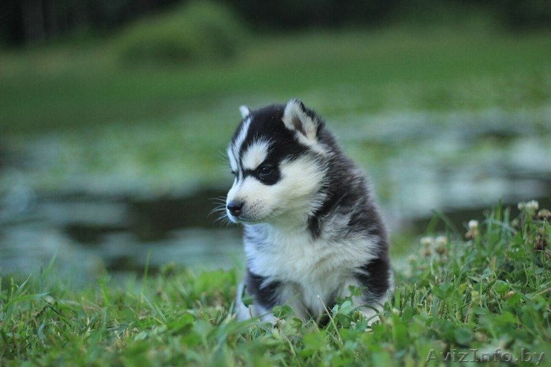 Шикарные щенки Сибирских Хаски ждут ВАС - Изображение #3, Объявление #1485704