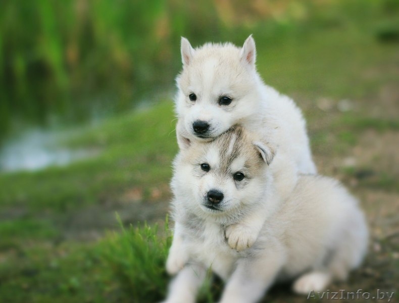 Шикарные щенки Сибирских Хаски ждут ВАС - Изображение #13, Объявление #1485704