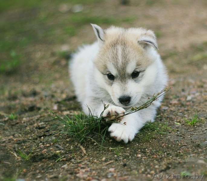 Шикарные щенки Сибирских Хаски ждут ВАС - Изображение #15, Объявление #1485704