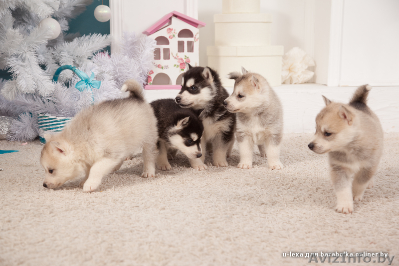 Щенки хаски всех цветов.питомник - Изображение #3, Объявление #1485706