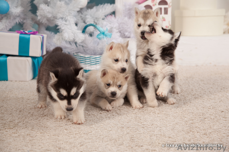 Щенки хаски всех цветов.питомник - Изображение #4, Объявление #1485706