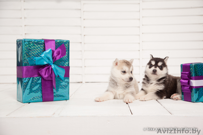 Щенки хаски всех цветов.питомник - Изображение #7, Объявление #1485706