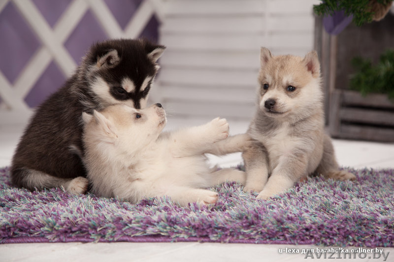 Щенки хаски всех цветов.питомник - Изображение #8, Объявление #1485706