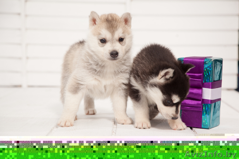 Щенки хаски всех цветов.питомник - Изображение #9, Объявление #1485706