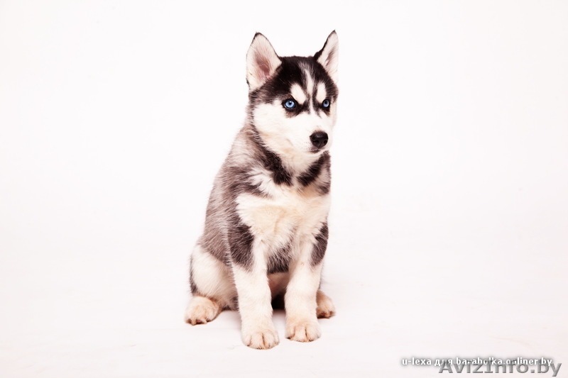 Хаски щенки от чемпионов. Импортные крови. - Изображение #3, Объявление #1485707