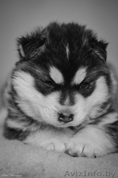 Хаски Щенки - Настоящие волчата. Недорого - Изображение #3, Объявление #1485708