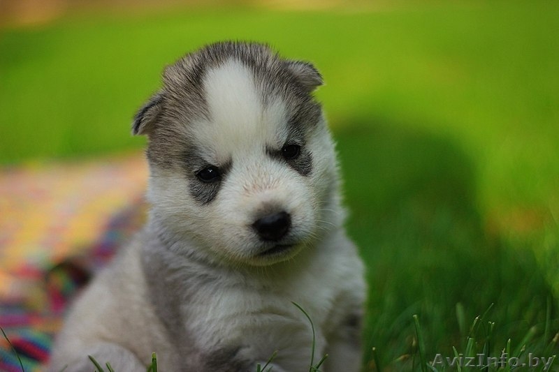 Хаски Щенки - Настоящие волчата. Недорого - Изображение #7, Объявление #1485708