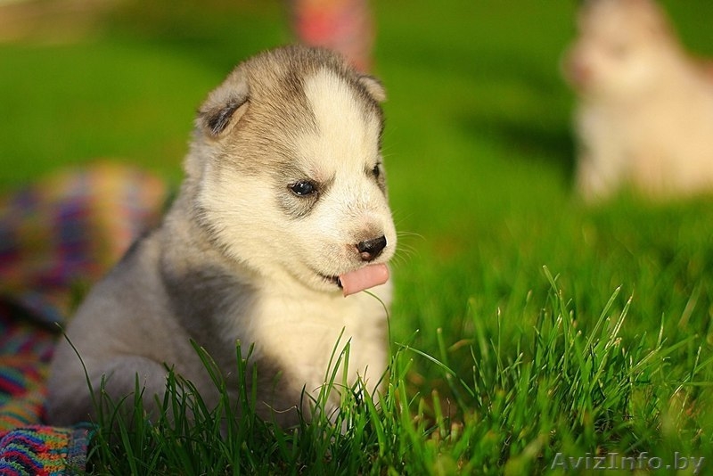 Хаски Щенки - Настоящие волчата. Недорого - Изображение #10, Объявление #1485708