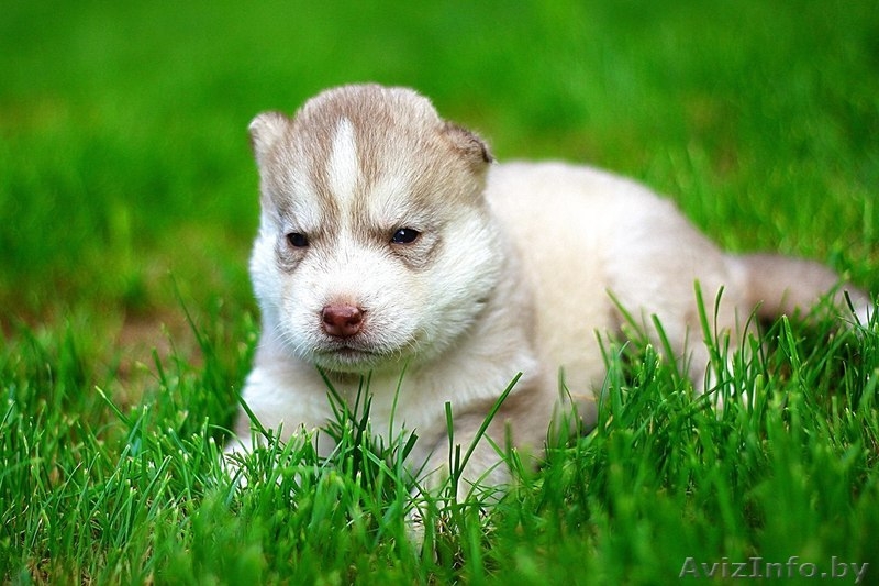 Хаски Щенки - Настоящие волчата. Недорого - Изображение #11, Объявление #1485708