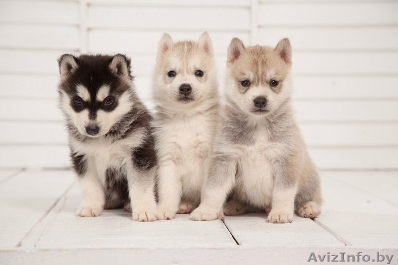 Щенки хаски питомник LEKDEIRI - Изображение #3, Объявление #1485709