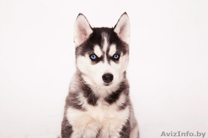 Щенки хаски питомник LEKDEIRI - Изображение #4, Объявление #1485709