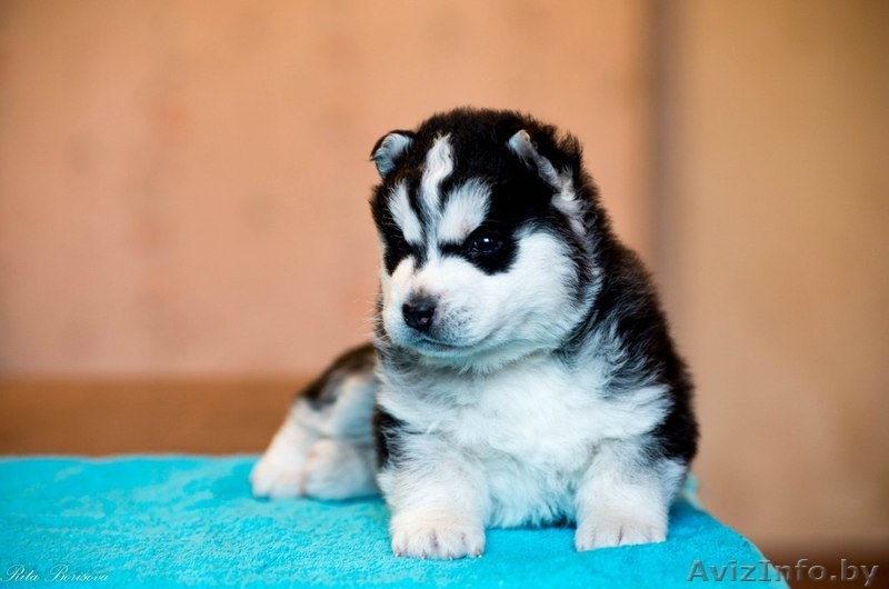 Щенки хаски питомник LEKDEIRI - Изображение #6, Объявление #1485709