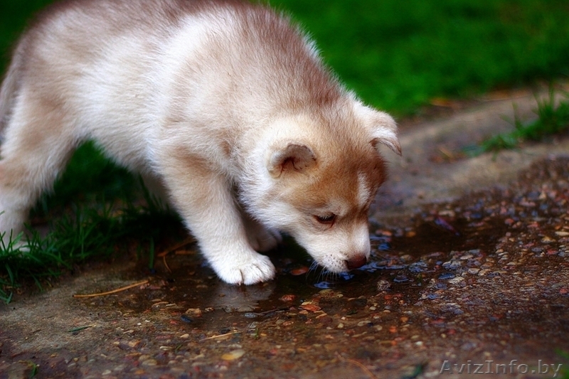 Щенки хаски питомник LEKDEIRI - Изображение #9, Объявление #1485709