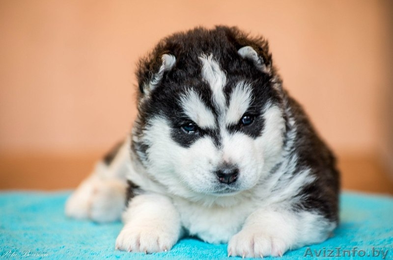 Щенки хаски питомник LEKDEIRI - Изображение #10, Объявление #1485709