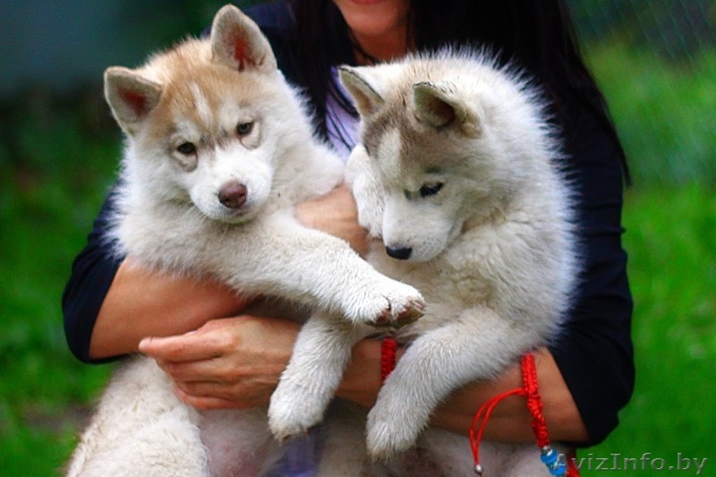 Щенки хаски питомник LEKDEIRI - Изображение #12, Объявление #1485709