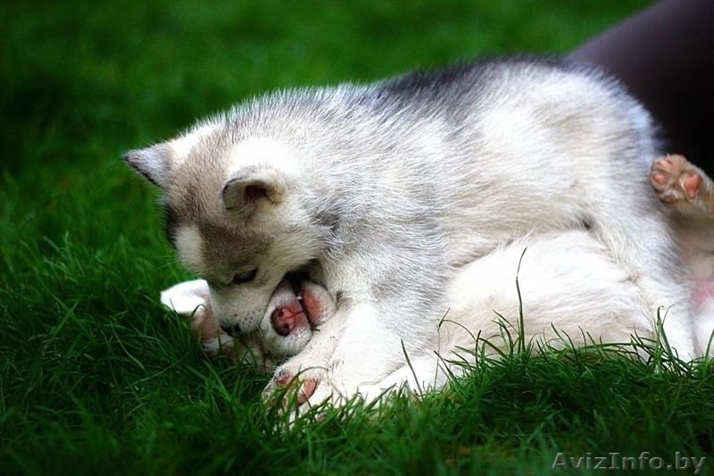 Щенки хаски питомник LEKDEIRI - Изображение #14, Объявление #1485709