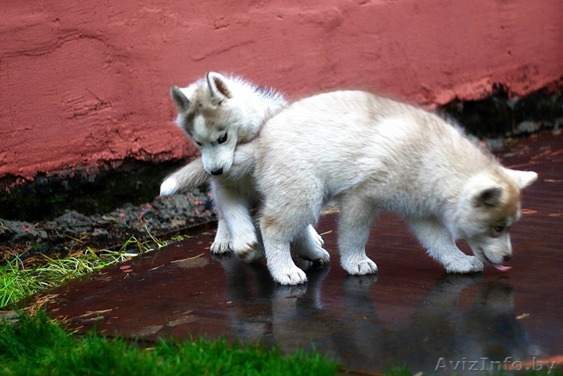 супер щенки Хаски - рассрочка и доставка - Изображение #8, Объявление #1485713