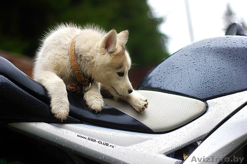 супер щенки Хаски - рассрочка и доставка - Изображение #9, Объявление #1485713