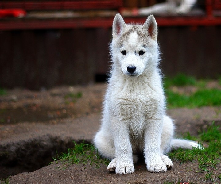 супер щенки Хаски - рассрочка и доставка - Изображение #10, Объявление #1485713