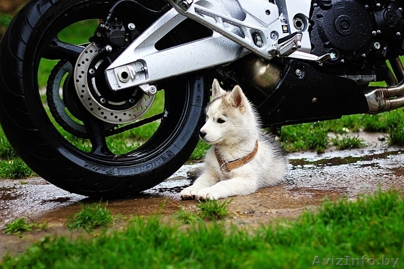 супер щенки Хаски - рассрочка и доставка - Изображение #14, Объявление #1485713