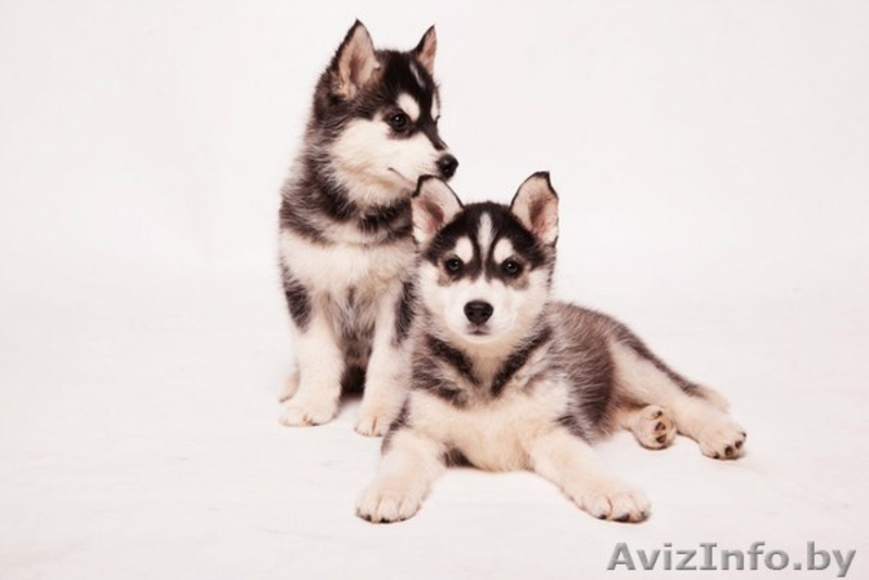 Щенки Хаски высокопородные шикарные щенки - Изображение #1, Объявление #1485716
