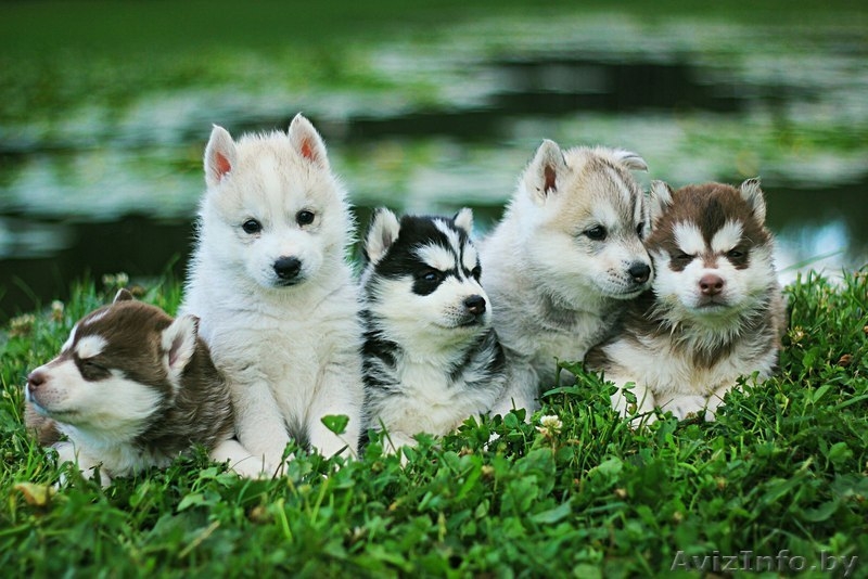 Щенки Хаски шоу класса. Шикарные щенки питоминк LEKDEIRI - Изображение #5, Объявление #1485717