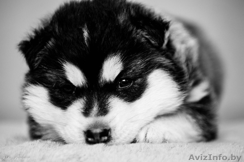 Щенки хаски с питомника. Пол - Изображение #5, Объявление #1485718