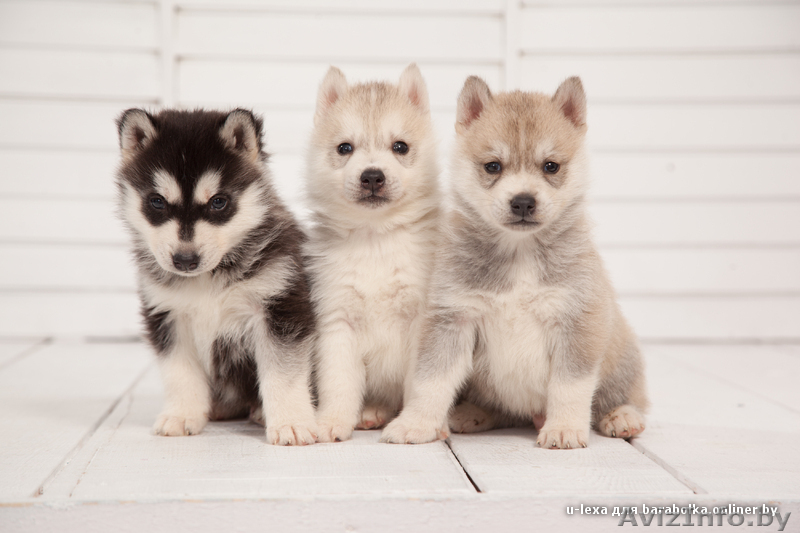 Щенки хаски с питомника. Пол - Изображение #6, Объявление #1485718