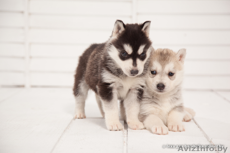 Щенки хаски с питомника. Пол - Изображение #12, Объявление #1485718