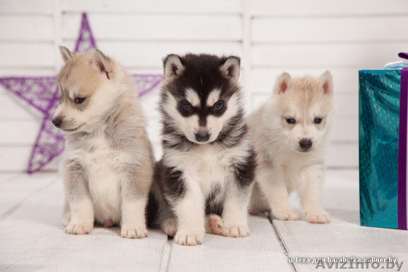 Щенки хаски с питомника. Пол - Изображение #15, Объявление #1485718