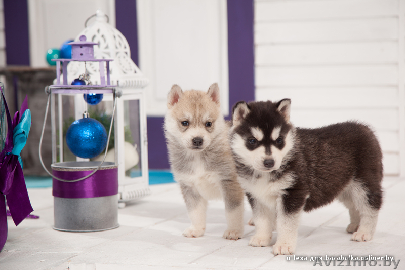 Щенки хаски с питомника. Пол - Изображение #17, Объявление #1485718