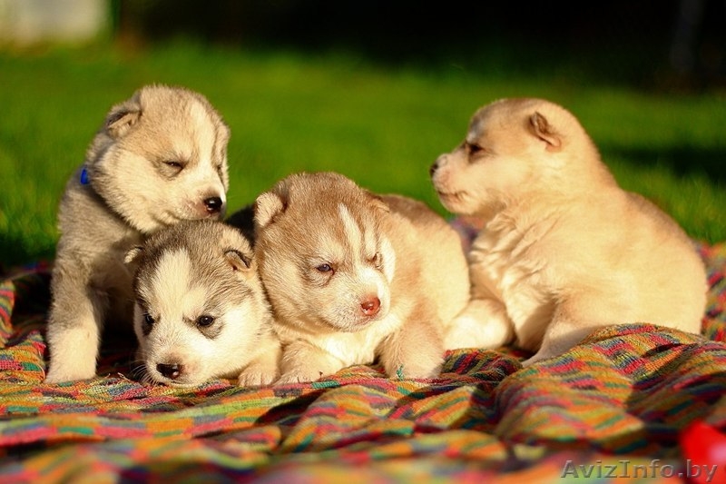 Щенки хаски - Изображение #5, Объявление #1485722