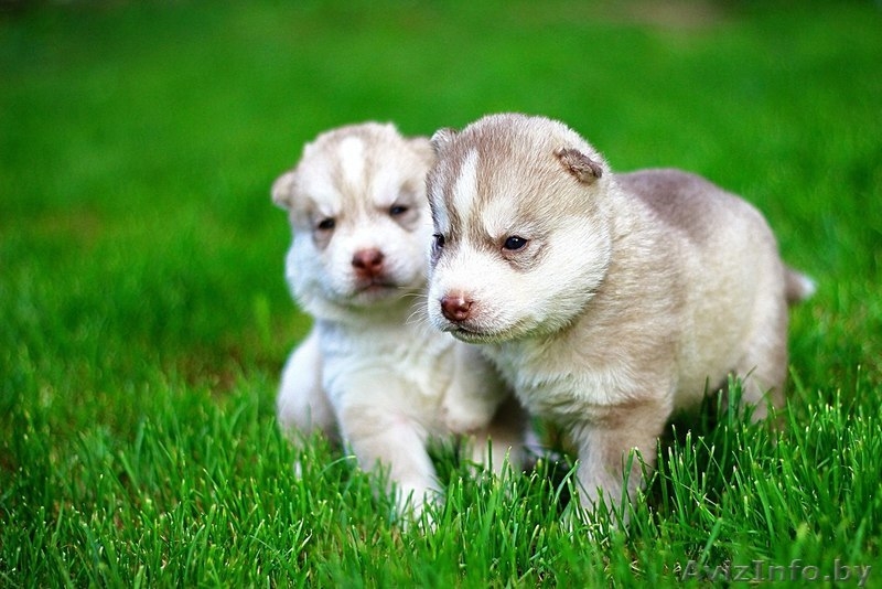 Щенки хаски - Изображение #10, Объявление #1485722