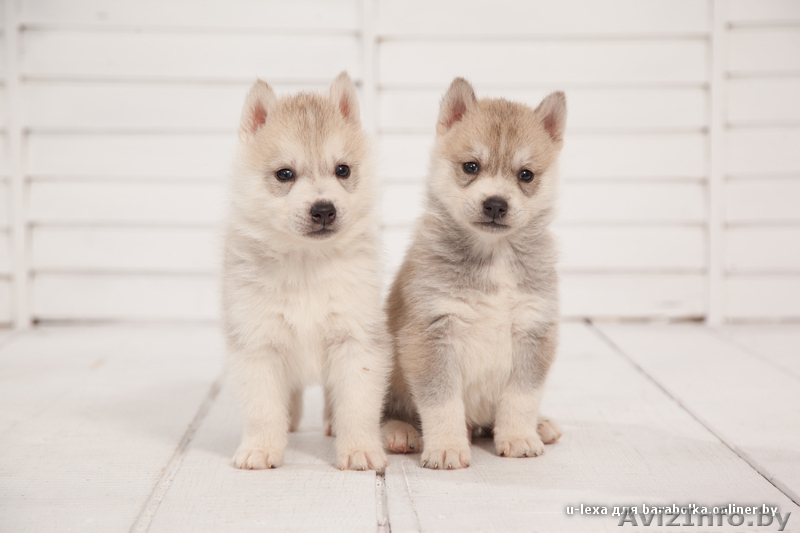 Щенки хаски - Изображение #11, Объявление #1485722