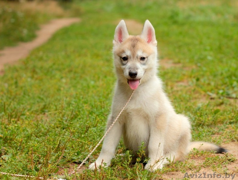 Щенки хаски с питомника. Все окрасы - Изображение #9, Объявление #1488877