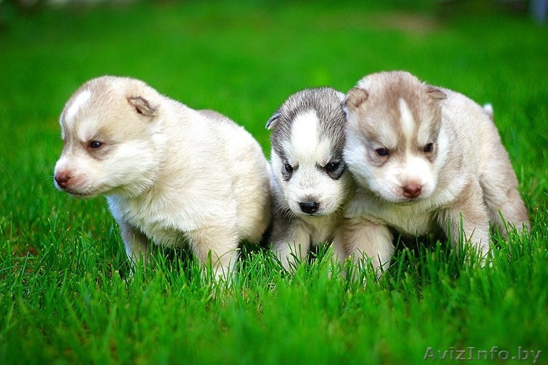 Щенки хаски с документами - Изображение #8, Объявление #1488890