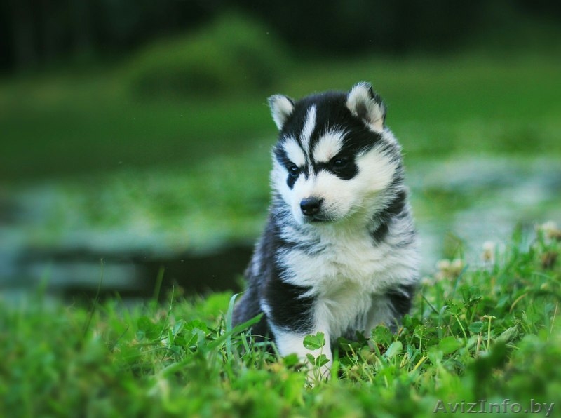 Шикарные щенки Сибирских Хаски различного окраса - Изображение #6, Объявление #1488895