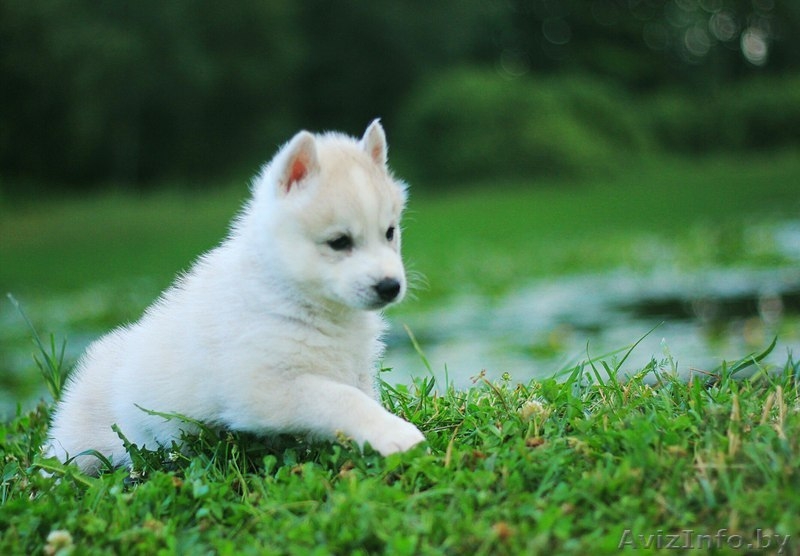 Шикарные щенки Сибирских Хаски различного окраса - Изображение #7, Объявление #1488895