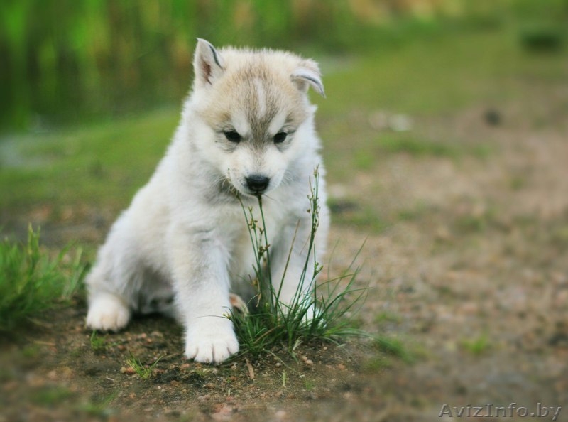 Шикарные щенки Сибирских Хаски различного окраса - Изображение #8, Объявление #1488895