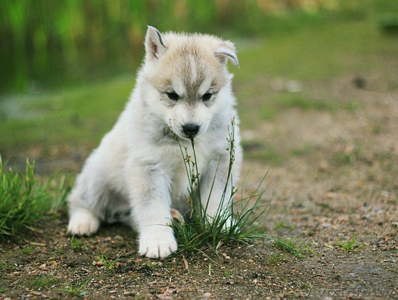 Шикарные щенки Сибирских Хаски различного окраса - Изображение #14, Объявление #1488895