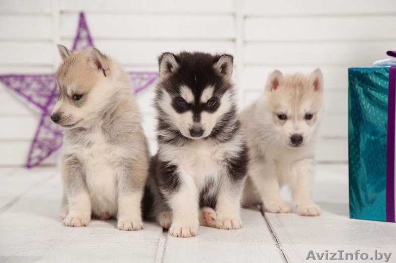 Щенки хаски всех цветов из профессионального питомника - Изображение #3, Объявление #1488896