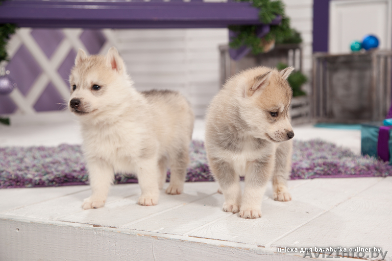 Щенки хаски всех цветов из профессионального питомника - Изображение #5, Объявление #1488896