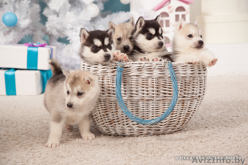 Щенки хаски всех цветов из профессионального питомника - Изображение #6, Объявление #1488896