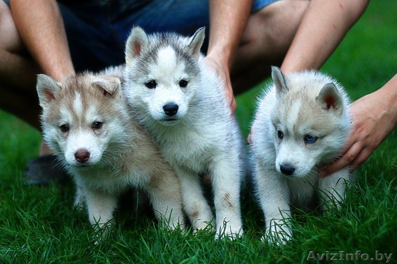 супер щенки Хаски со всеми документами - Изображение #7, Объявление #1488898