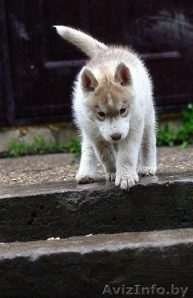 супер щенки Хаски со всеми документами - Изображение #8, Объявление #1488898