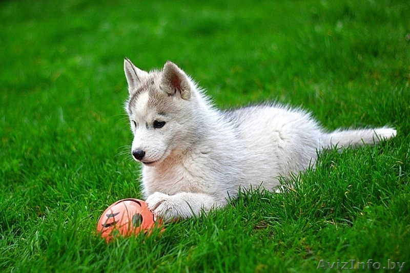 супер щенки Хаски со всеми документами - Изображение #9, Объявление #1488898