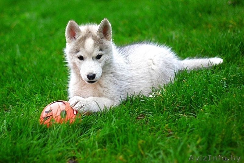 Щенки хаски волчата - Изображение #5, Объявление #1488901