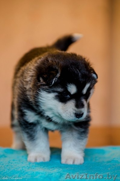 Щенки хаски волчата - Изображение #6, Объявление #1488901